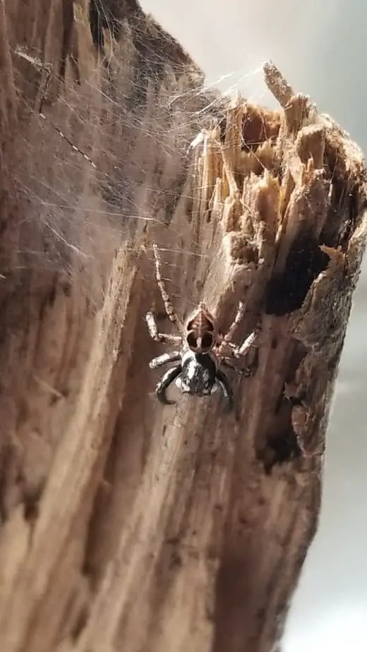 Phidippus Audax Daring Jumping Spider USA Spiders