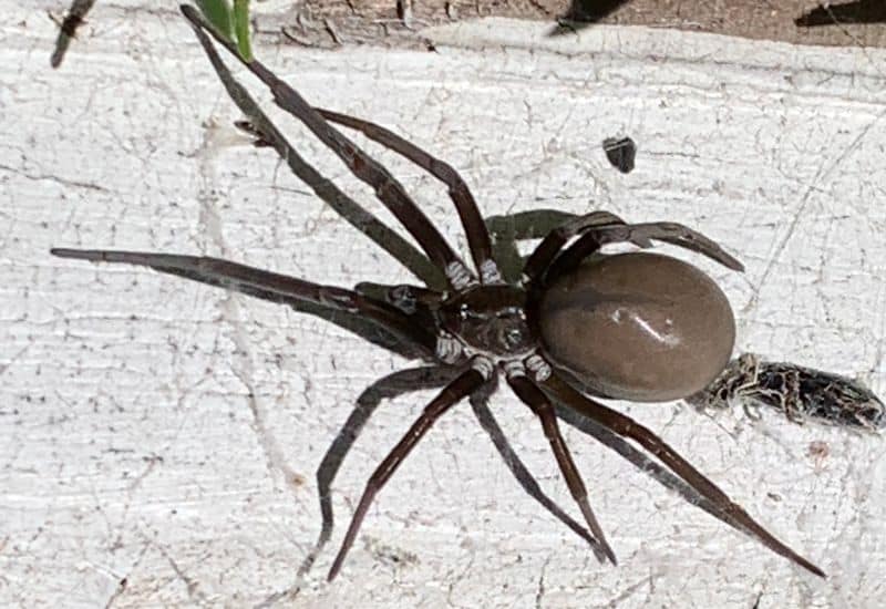 A Southern House Spider found by Adam in South Carolina