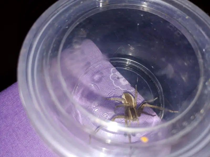 American nursery web spider size in glass Minnesota