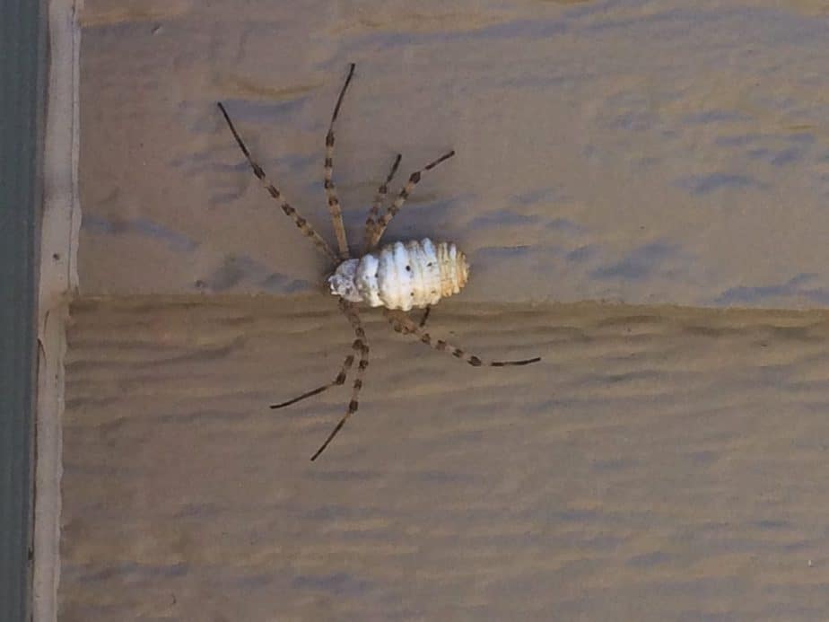 Argiope trifasciata white