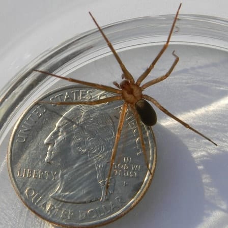 Brown recluse spider