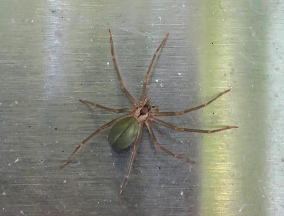 Brown recluse with greenish abdomen in Tennessee