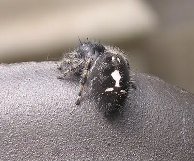 Daring-Jumping-Spider seen in Michigan