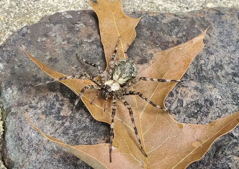 Dolomedes albineus white-banded fishing spider