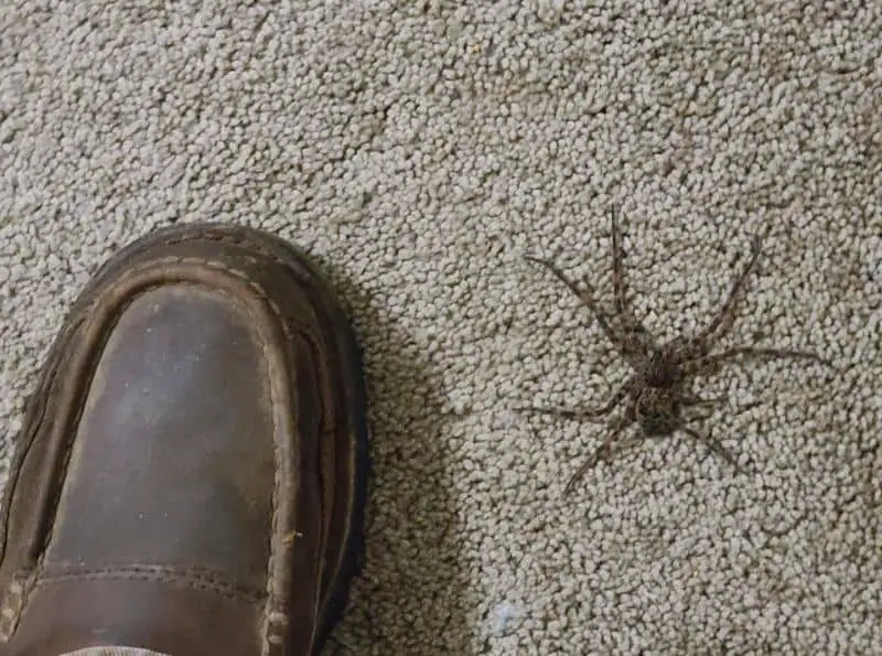 Dolomedes tenebrosus fishing spider in Georgia