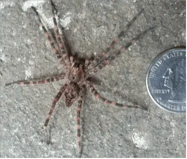 Dolomedes tenebrosus fishing spider