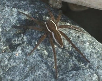 Dolomedes triton