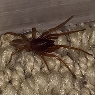 Dysdera Crocata - Woodlouse Hunter