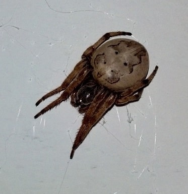 Larinioides Cornutus Furrow Spider