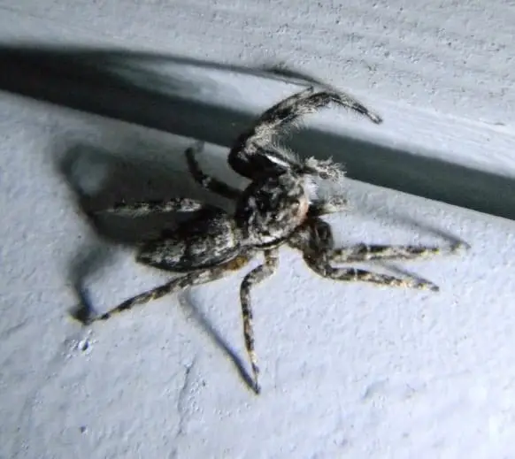 Menemerus Bivittatus - Grey Jumping Spider