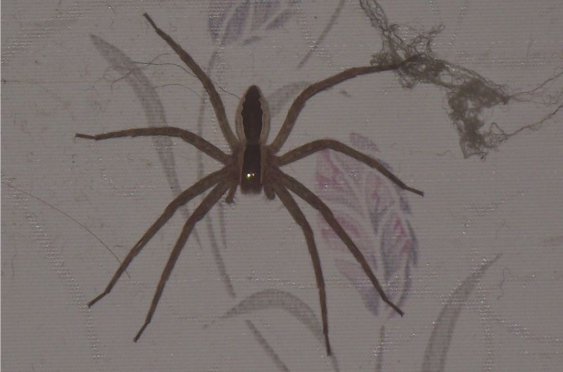 Nursery Web Spider Photo