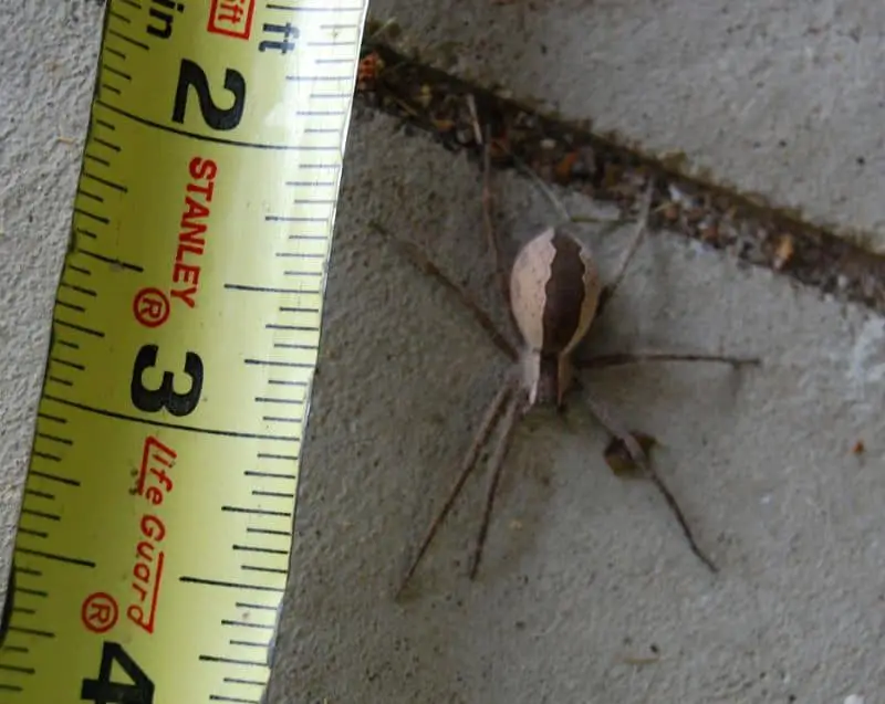 Nursery Web Spider USA