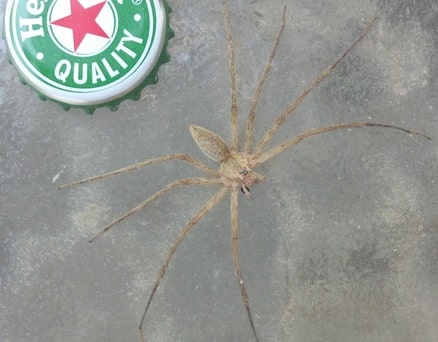 Nursery Web Spider