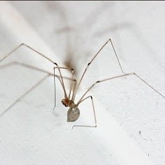 Pholcidae Daddy Long-Legs Spider