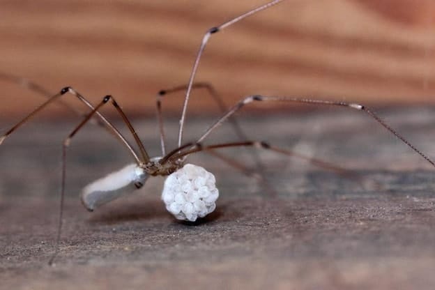 Pholcidae or Cellar Spider