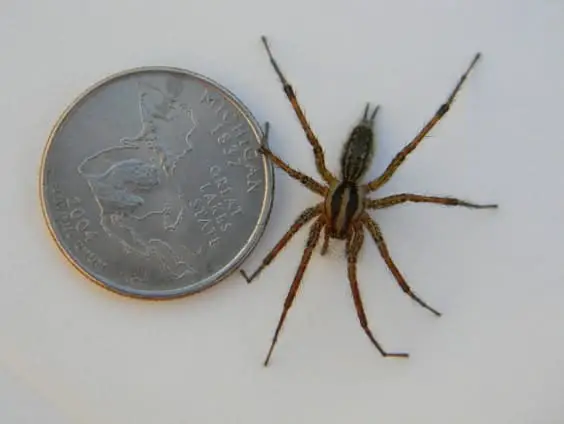 Photo of the size of an american grass spider