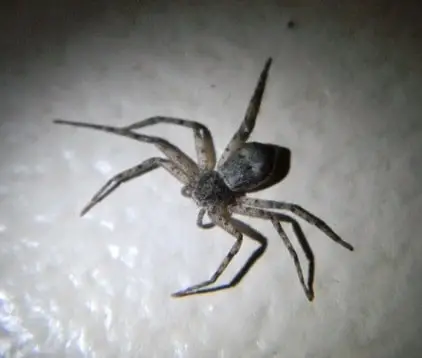 Picture of Philodromus - Running Crab Spider