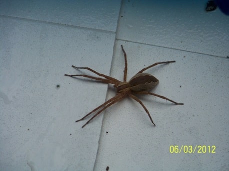 Pisaurina Mira Nursery Web Spider