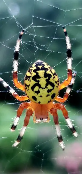 Marbled orb weaver spider Araneus marmoreus orange legs yellow black body in Virginia