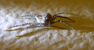 Running Crab Spider