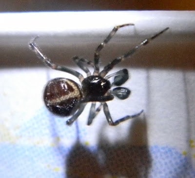 Steatoda bipunctata picture