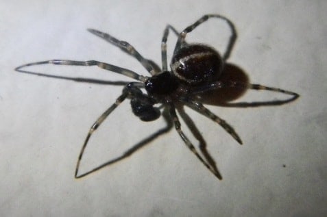 Steatoda bipunctata