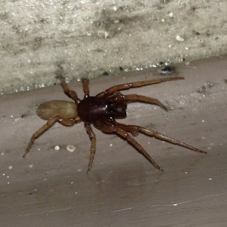 Woodlouse Spider