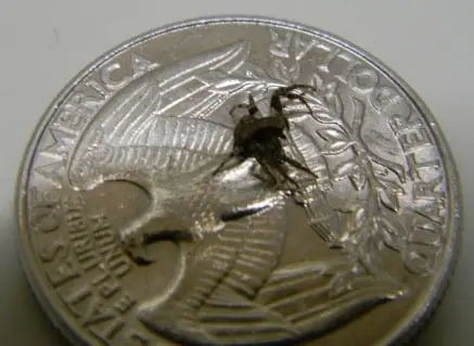 Xysticus - Ground Crab Spider size compared to a coin