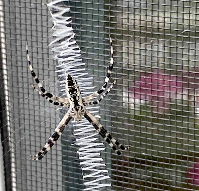 Zig-zag spider in web