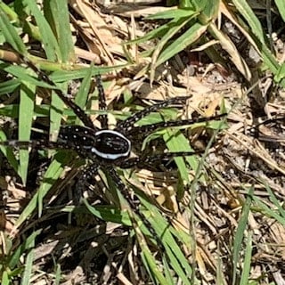 six-spotted fishing spider