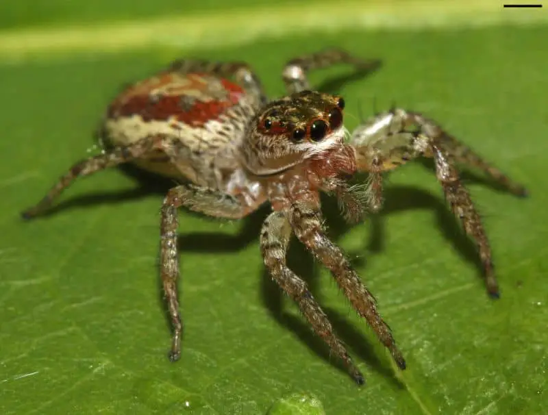 Maevia inclemens jumping spider