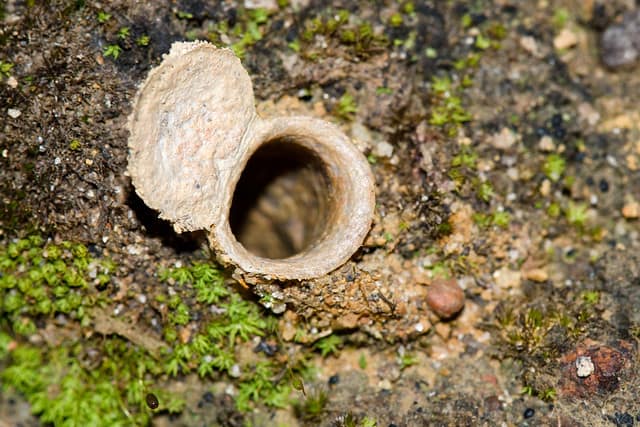 Trapdoor spider nest