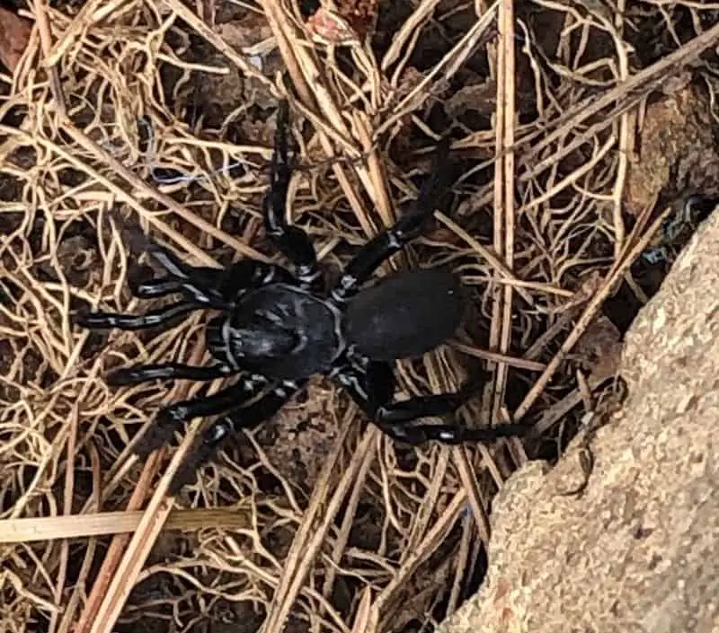 Ummidia trapdoor spider North America