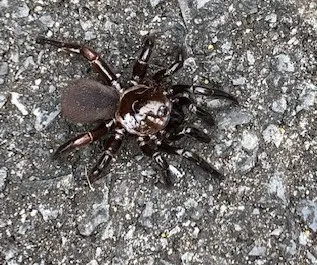Ummidia trapdoor spider