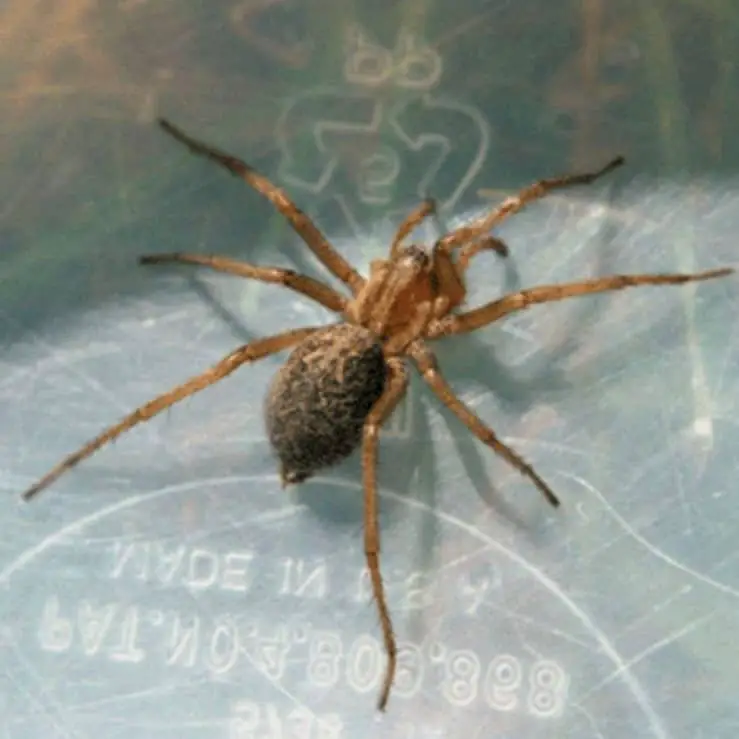 Female Hobo Spider