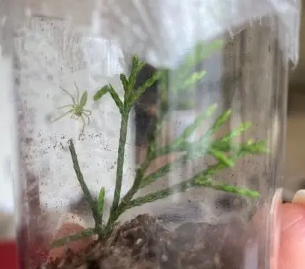 Lyssomanes Viridis - Mangolia Green Jumper in a glass