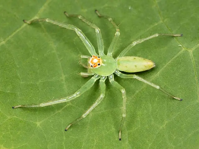Lyssomanes Viridis - Mangolia Green Jumper