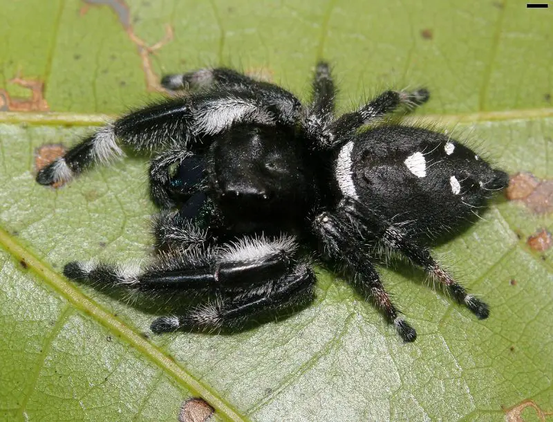 Male Regal jumping spider