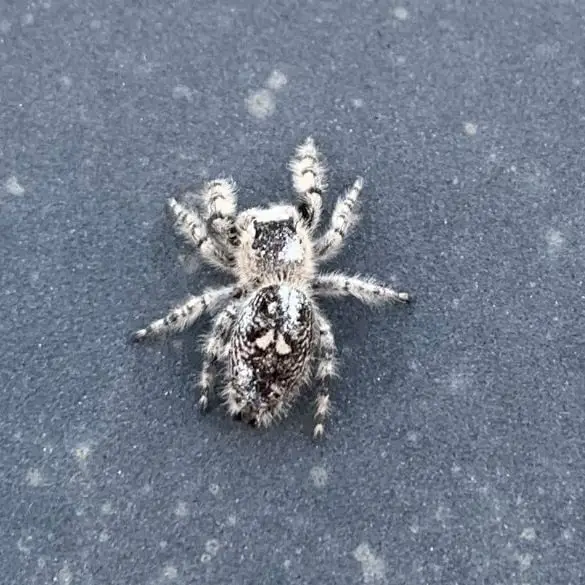 Phidippus Regius - Regal Jumping Spider female grey