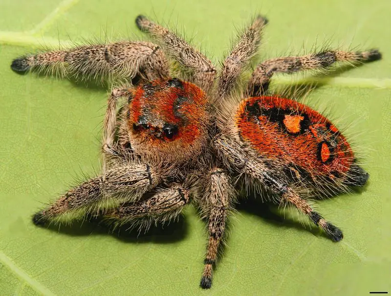 Regal jumping spider orange form female in florida
