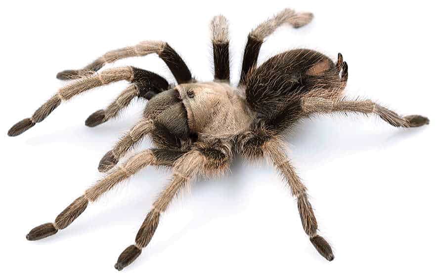 Female california ebony tarantula beige brown dark with spot on abdomen