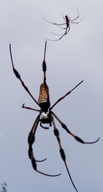 Golden-silk orb weaver female and male Georgia