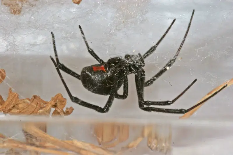 Hourglass spider black with red long legs black widow