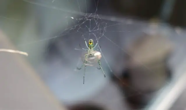 Leugauge venusta orchard spider with web and prey seen from bottom