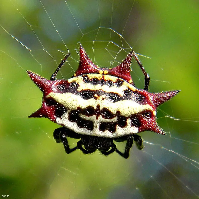 Spiny Orbweaver Gasteracantha cancriformis small round spider with spines white black red