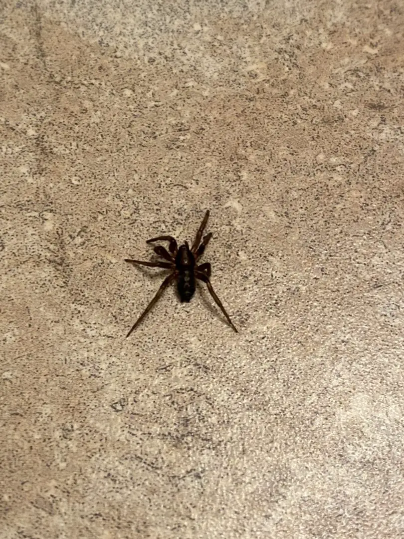 Philodromus - Running Crab Spider - USA Spiders