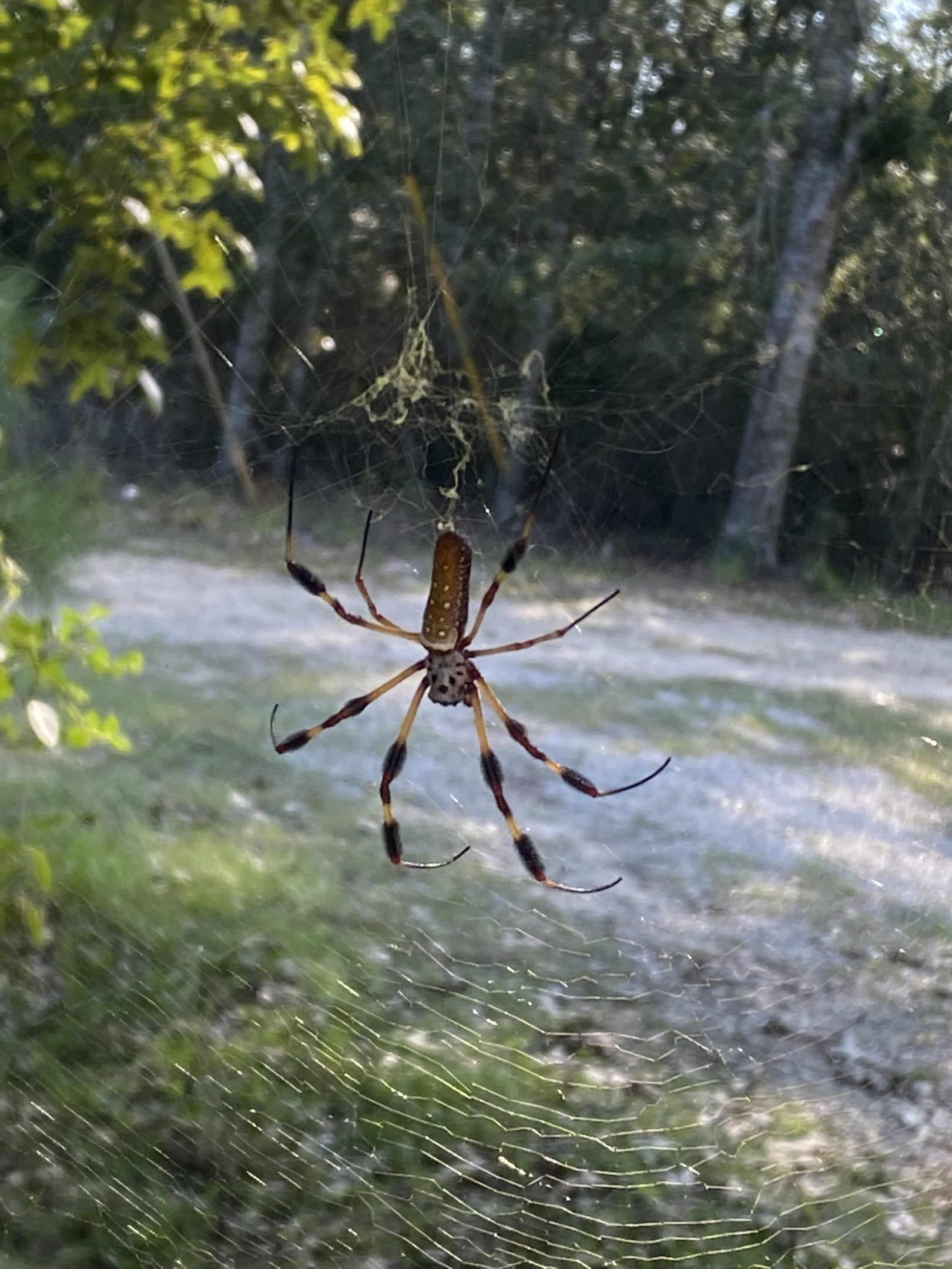 Trichonephila Clavipes Banana Spider USA Spiders