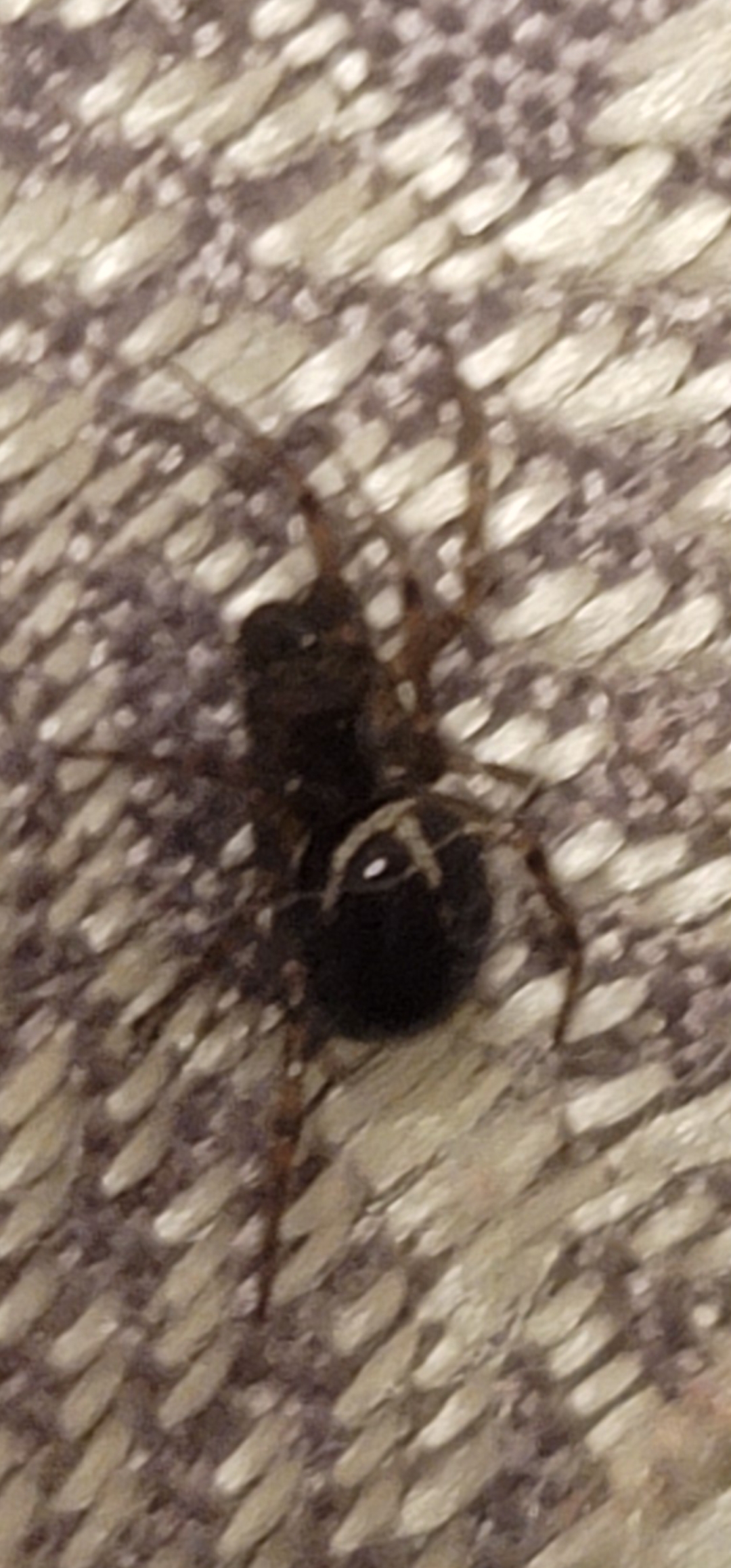 Steatoda Bipunctata Rabbit Hutch Spider USA Spiders