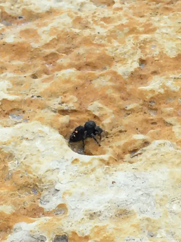 Phidippus audax - Daring Jumping Spider - USA Spiders