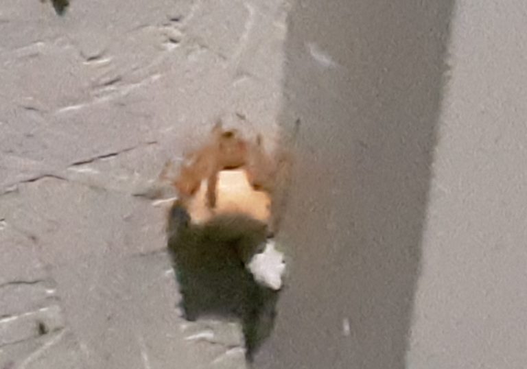 Araneus Gemmoides - Cat-Faced Spider or Jewel Spider - USA Spiders